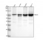 Anti-TRIM25 Monoclonal Antibody